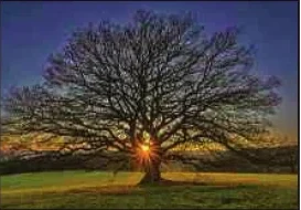 Portrait von Adèle Schummer-Weydert