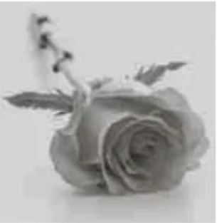 Portrait von Simone Winandy